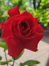 Miniature photo_mai_26_163