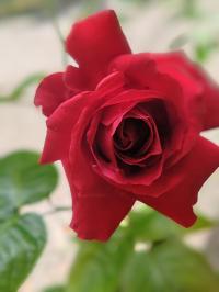 Miniature photo_mai_26_162