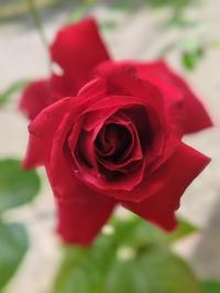 Miniature photo_mai_26_161
