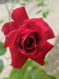 Miniature photo_mai_26_159