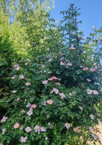 Miniature photo_mai_26_136