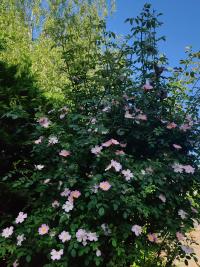 Miniature photo_mai_26_135