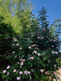 Miniature photo_mai_26_134