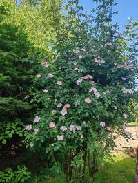Miniature photo_mai_26_133