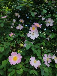 Miniature photo_mai_26_132