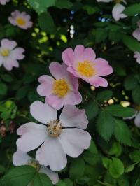 Miniature photo_mai_26_131