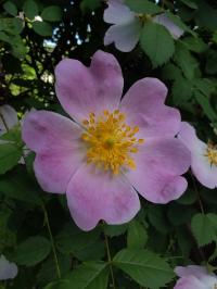 Miniature photo_mai_26_129