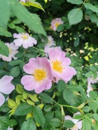 Miniature photo_mai_26_127