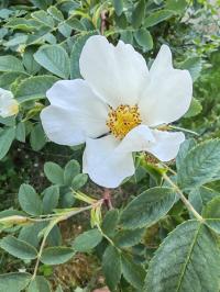 Miniature photo_mai_26_126