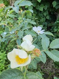 Miniature photo_mai_26_125