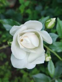 Miniature photo_mai_26_123