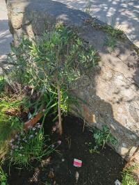 Miniature photo_mai_26_118