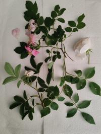 Miniature photo_mai_26_115