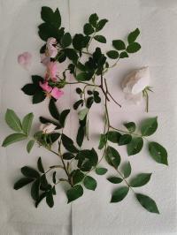 Miniature photo_mai_26_114