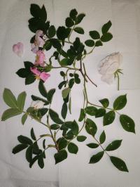 Miniature photo_mai_26_113