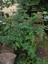 Miniature photo_mai_26_65