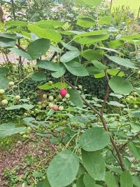 Miniature photo_mai_26_63