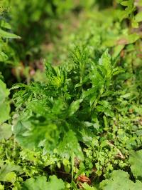 Miniature photo_mai_26_56