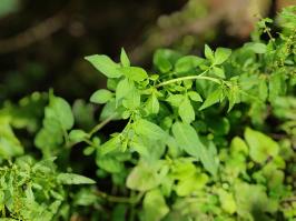 Miniature photo_mai_26_55