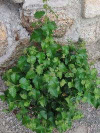Miniature photo_mai_26_32