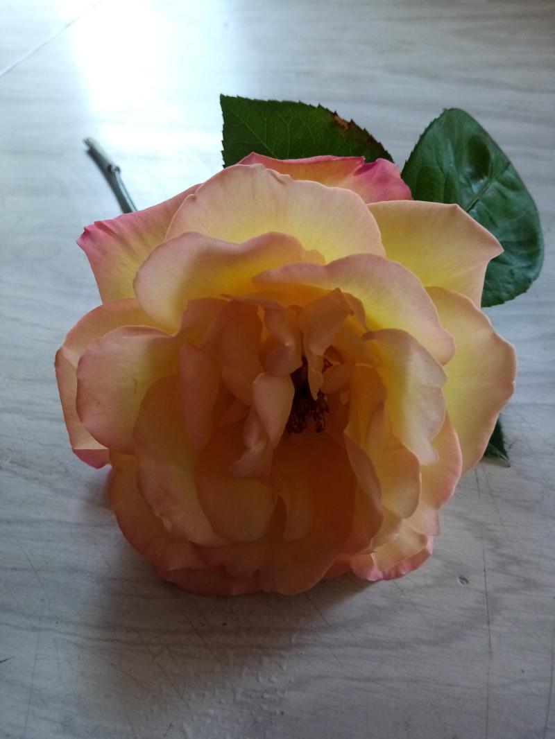 Photo photo_aou_26_13