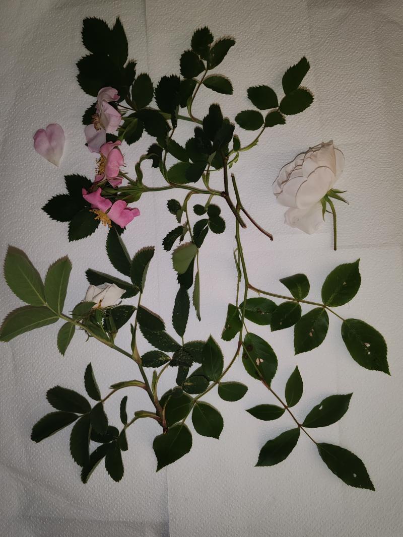 Photo photo_mai_26_112