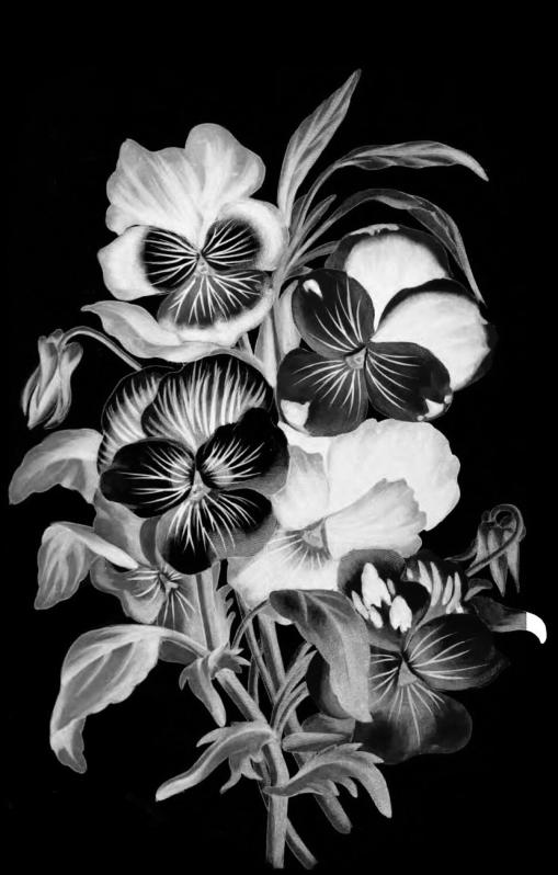 Photo pho49