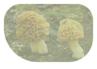 Miniature pho23