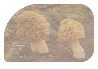 Miniature pho17