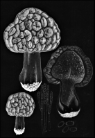 Miniature pho36