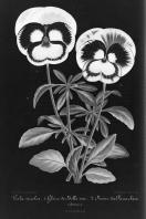 Miniature pho46