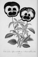 Miniature pho55