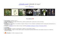 Miniature pho7