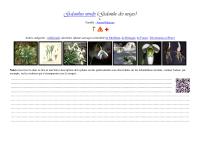 Miniature pho21