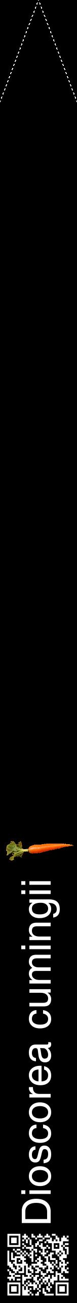 Étiquette de : Dioscorea cumingii - format b - style blanche59hel avec qrcode et comestibilité simplifiée