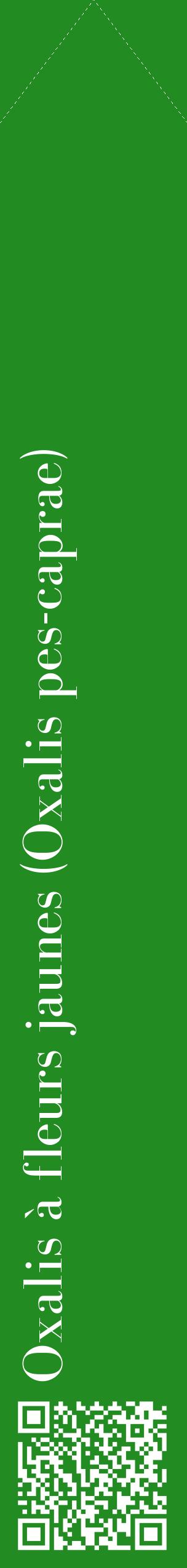 Étiquette de : Oxalis pes-caprae - format c - style blanche10_simplebod avec qrcode et comestibilité