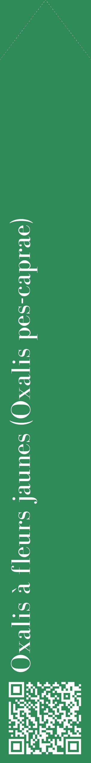 Étiquette de : Oxalis pes-caprae - format c - style blanche11_simplebod avec qrcode et comestibilité