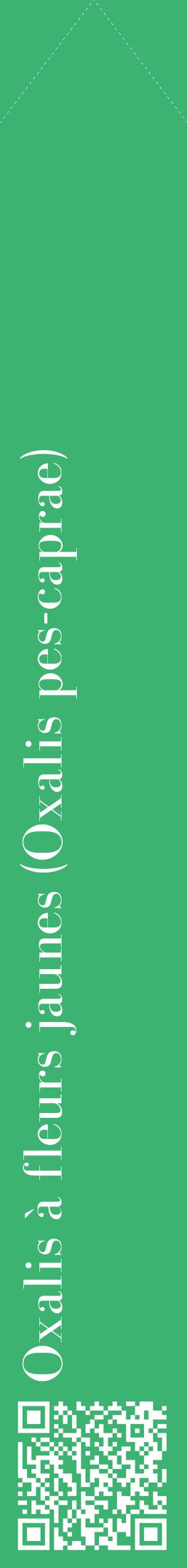 Étiquette de : Oxalis pes-caprae - format c - style blanche12_simplebod avec qrcode et comestibilité