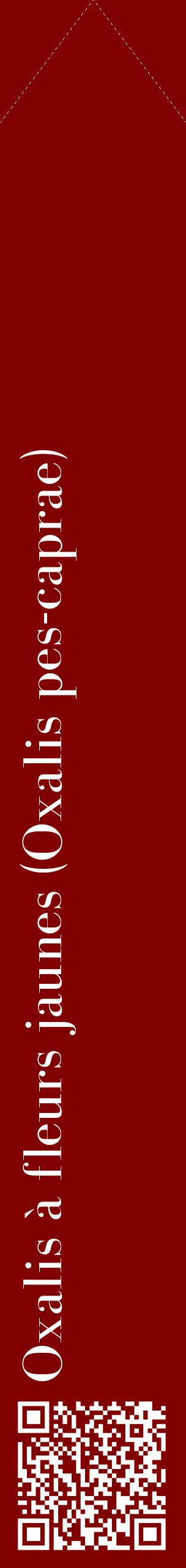 Étiquette de : Oxalis pes-caprae - format c - style blanche29_simplebod avec qrcode et comestibilité