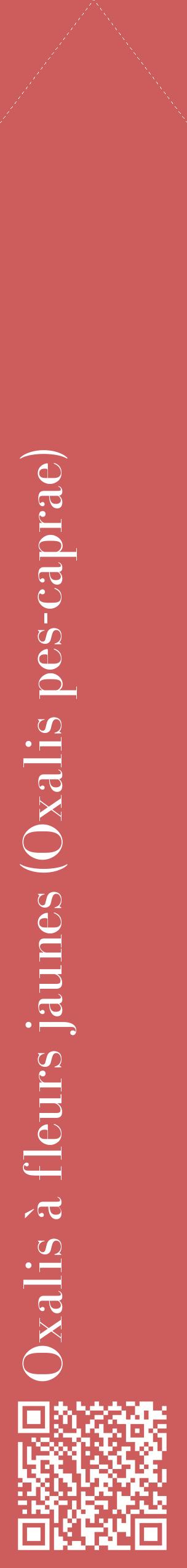 Étiquette de : Oxalis pes-caprae - format c - style blanche35_simplebod avec qrcode et comestibilité