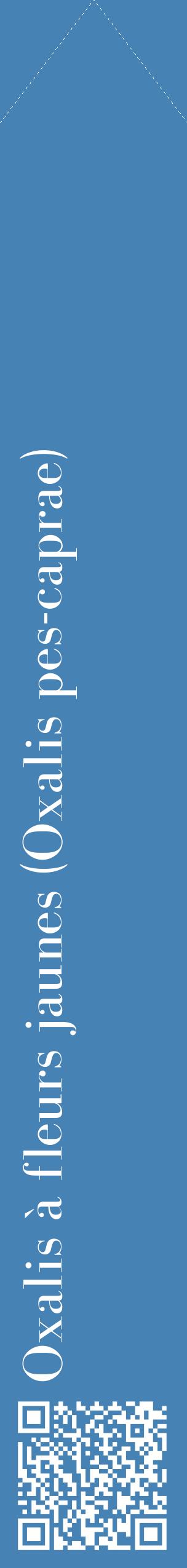Étiquette de : Oxalis pes-caprae - format c - style blanche5_simplebod avec qrcode et comestibilité