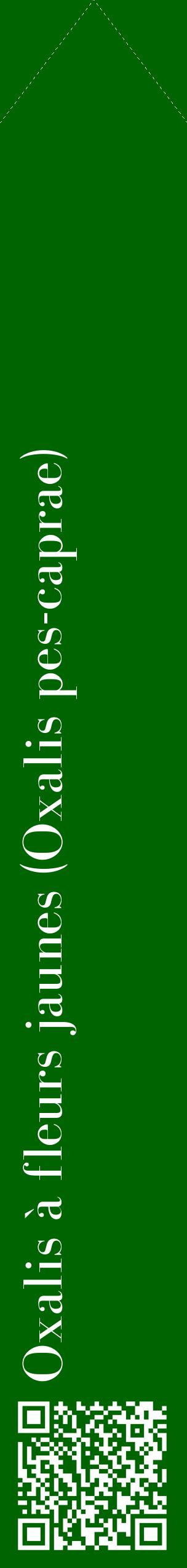 Étiquette de : Oxalis pes-caprae - format c - style blanche8_simplebod avec qrcode et comestibilité