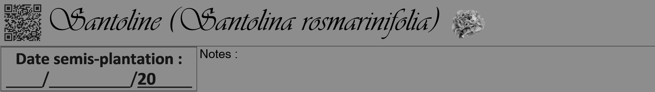Étiquette de : Santolina rosmarinifolia - format a - style noire2viv avec qrcode et comestibilité simplifiée