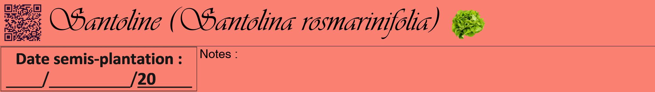 Étiquette de : Santolina rosmarinifolia - format a - style noire38viv avec qrcode et comestibilité simplifiée