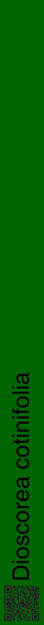 Étiquette de : Dioscorea cotinifolia - format a - style noire8hel avec qrcode et comestibilité