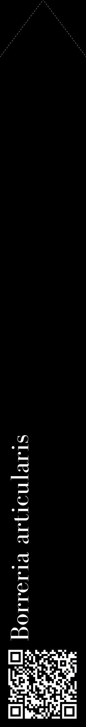 Étiquette de : Borreria articularis - format c - style blanche59_simplebod avec qrcode et comestibilité