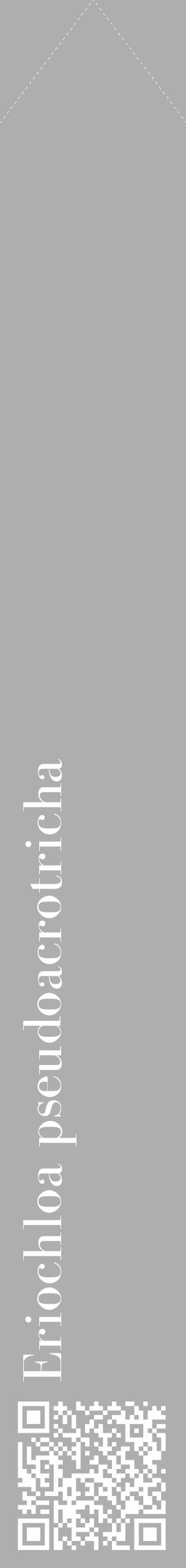Étiquette de : Eriochloa pseudoacrotricha - format c - style blanche53_simple_simplebod avec qrcode et comestibilité - position verticale