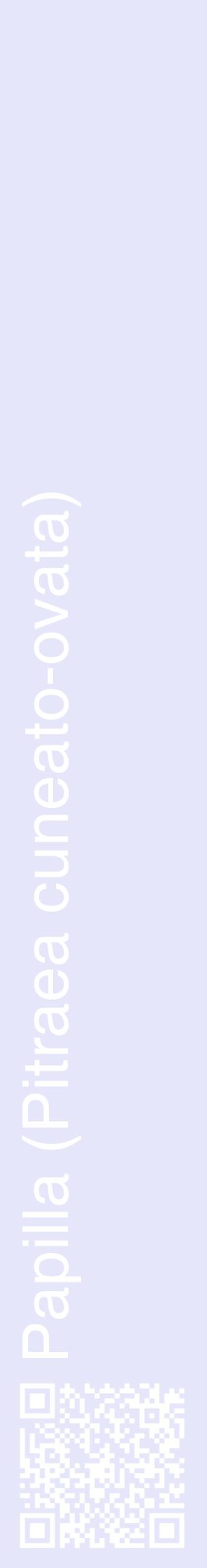 Étiquette de : Pitraea cuneato-ovata - format c - style blanche55_basiquehel avec qrcode et comestibilité
