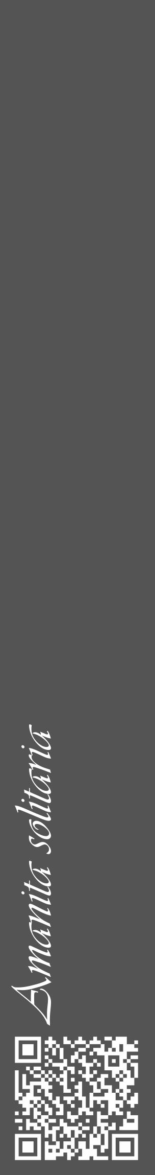 Étiquette de : Amanita solitaria - format c - style blanche30_basique_basiqueviv avec qrcode et comestibilité - position verticale