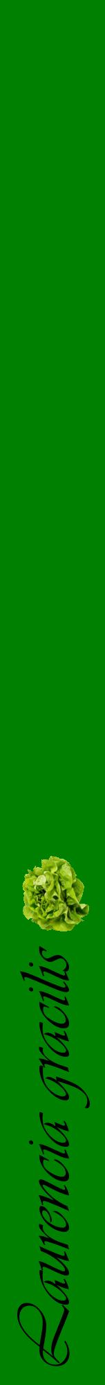 Étiquette de : Laurencia gracilis - format a - style noire9viv avec comestibilité simplifiée